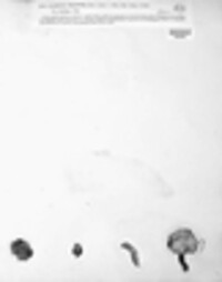 Flammulina velutipes image